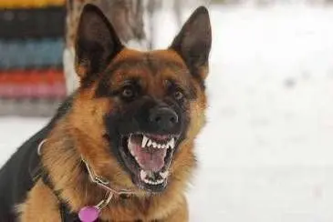 Dog Bite Injury Case Representation